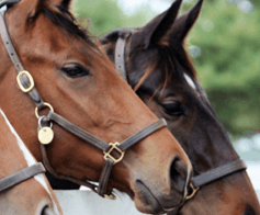 Paarden