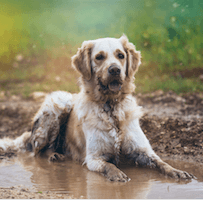 Honden