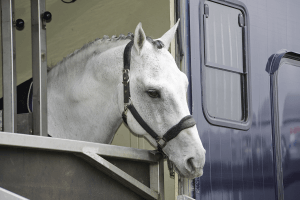 Rubber voor paarden vrachtwagen en carrosseriebouw